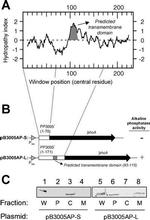 ALPL Antibody in Western Blot (WB)