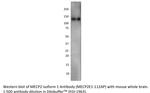 MeCP2 isoform 1 Antibody in Western Blot (WB)