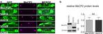 MECP2 Antibody in Western Blot (WB)