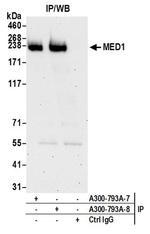 CRSP1/TRAP220 Antibody in Western Blot (WB)