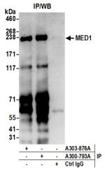 CRSP1/TRAP220 Antibody in Western Blot (WB)