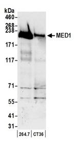 CRSP1/TRAP220 Antibody in Western Blot (WB)