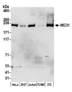 CRSP1/TRAP220 Antibody in Western Blot (WB)