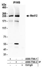 MED12 Antibody in Western Blot (WB)