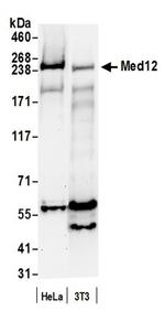 MED12 Antibody in Western Blot (WB)