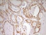 MED15 Antibody in Immunohistochemistry (Paraffin) (IHC (P))