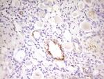 MED15 Antibody in Immunohistochemistry (Paraffin) (IHC (P))