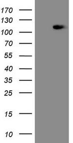 MED15 Antibody in Western Blot (WB)