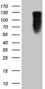 MED15 Antibody in Western Blot (WB)