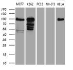 MED15 Antibody in Western Blot (WB)