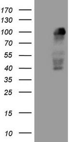 MED15 Antibody in Western Blot (WB)