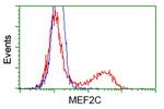 MEF2C Antibody in Flow Cytometry (Flow)