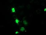 MEF2C Antibody in Immunocytochemistry (ICC/IF)