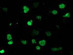 MEF2C Antibody in Immunocytochemistry (ICC/IF)