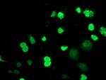 MEF2C Antibody in Immunocytochemistry (ICC/IF)