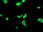 MEF2C Antibody in Immunocytochemistry (ICC/IF)