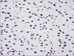 MEF2C Antibody in Immunohistochemistry (Paraffin) (IHC (P))