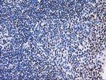 MEF2C Antibody in Immunohistochemistry (Paraffin) (IHC (P))