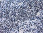 MEF2C Antibody in Immunohistochemistry (Paraffin) (IHC (P))