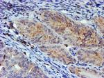 MEF2C Antibody in Immunohistochemistry (Paraffin) (IHC (P))