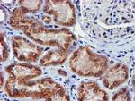 MEF2C Antibody in Immunohistochemistry (Paraffin) (IHC (P))