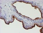 MEF2C Antibody in Immunohistochemistry (Paraffin) (IHC (P))