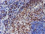 MEF2C Antibody in Immunohistochemistry (Paraffin) (IHC (P))