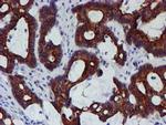 MEF2C Antibody in Immunohistochemistry (Paraffin) (IHC (P))