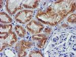 MEF2C Antibody in Immunohistochemistry (Paraffin) (IHC (P))