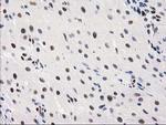 MEF2C Antibody in Immunohistochemistry (Paraffin) (IHC (P))