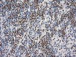 MEF2C Antibody in Immunohistochemistry (Paraffin) (IHC (P))