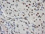 MEF2C Antibody in Immunohistochemistry (Paraffin) (IHC (P))