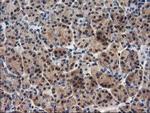 MEF2C Antibody in Immunohistochemistry (Paraffin) (IHC (P))