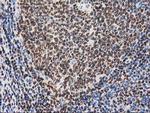 MEF2C Antibody in Immunohistochemistry (Paraffin) (IHC (P))