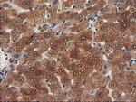 MEF2C Antibody in Immunohistochemistry (Paraffin) (IHC (P))