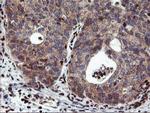 MEF2C Antibody in Immunohistochemistry (Paraffin) (IHC (P))