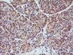 MEF2C Antibody in Immunohistochemistry (Paraffin) (IHC (P))