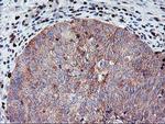 MEF2C Antibody in Immunohistochemistry (Paraffin) (IHC (P))