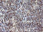 MEF2C Antibody in Immunohistochemistry (Paraffin) (IHC (P))