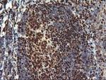 MEF2C Antibody in Immunohistochemistry (Paraffin) (IHC (P))