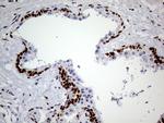 MEIS1 Antibody in Immunohistochemistry (Paraffin) (IHC (P))