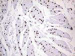 MEIS1 Antibody in Immunohistochemistry (Paraffin) (IHC (P))