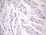 MEIS1 Antibody in Immunohistochemistry (Paraffin) (IHC (P))