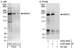 MEKK1 Antibody in Western Blot (WB)