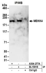 MEKK4 Antibody in Western Blot (WB)