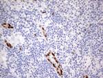 MEOX1 Antibody in Immunohistochemistry (Paraffin) (IHC (P))