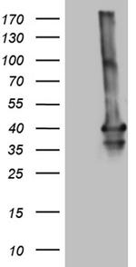 MEOX1 Antibody in Western Blot (WB)