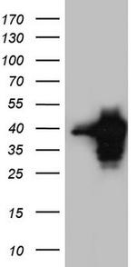 MEOX1 Antibody in Western Blot (WB)