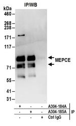 MEPCE Antibody in Immunoprecipitation (IP)