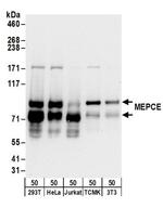 MEPCE Antibody in Western Blot (WB)